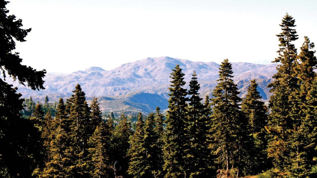 A forest with mountains in the background.